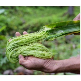 

DAUN NANAS SEGAR/10 BATANG/ LANGSUNG PETIK