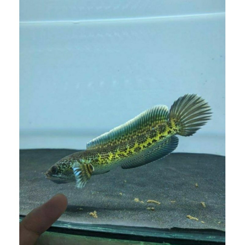 Auranti CB 2-3 cm bahan gondrong