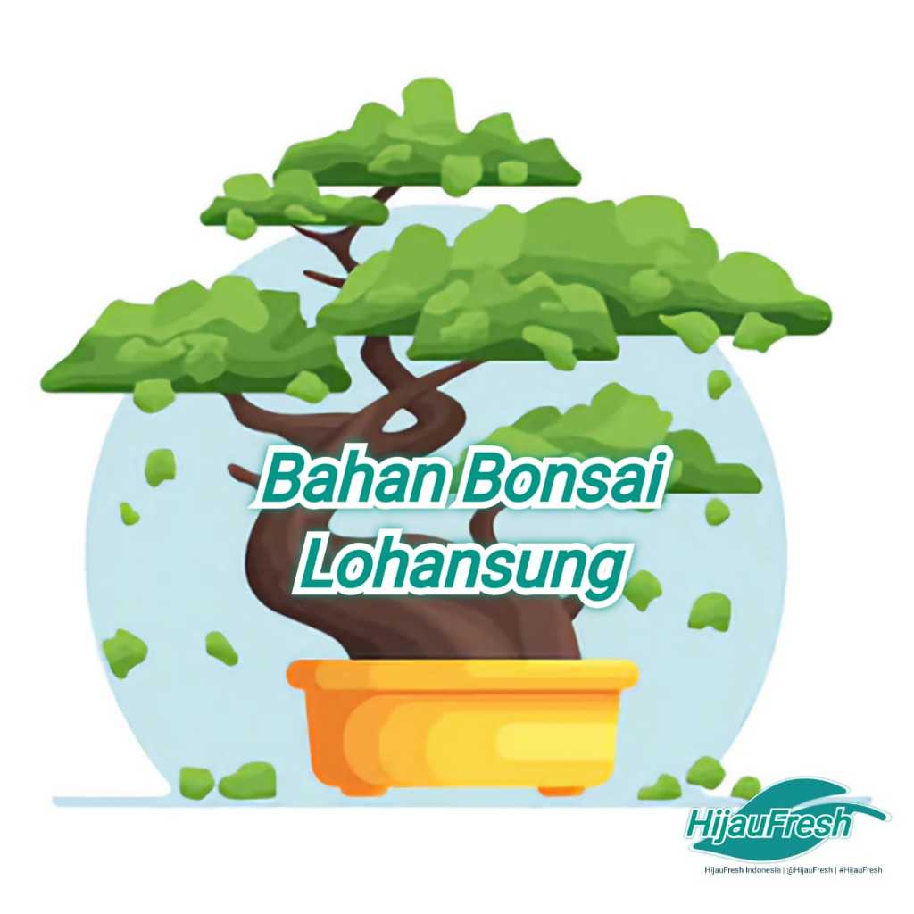 Lohansung Pucuk Merah Bahan Bonsai | HijauFresh | @HijauFresh | #HijauFresh