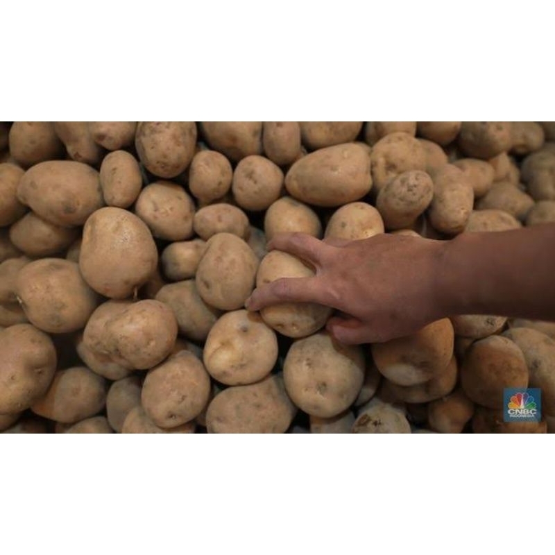 

KENTANG Fresh Super Asli Pegunungan Probolinggo 1kg