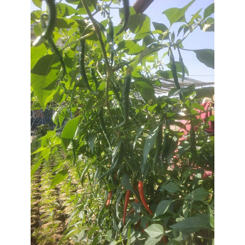 

tanaman cabe besar cabe keriting sudah berbunga/berbuah