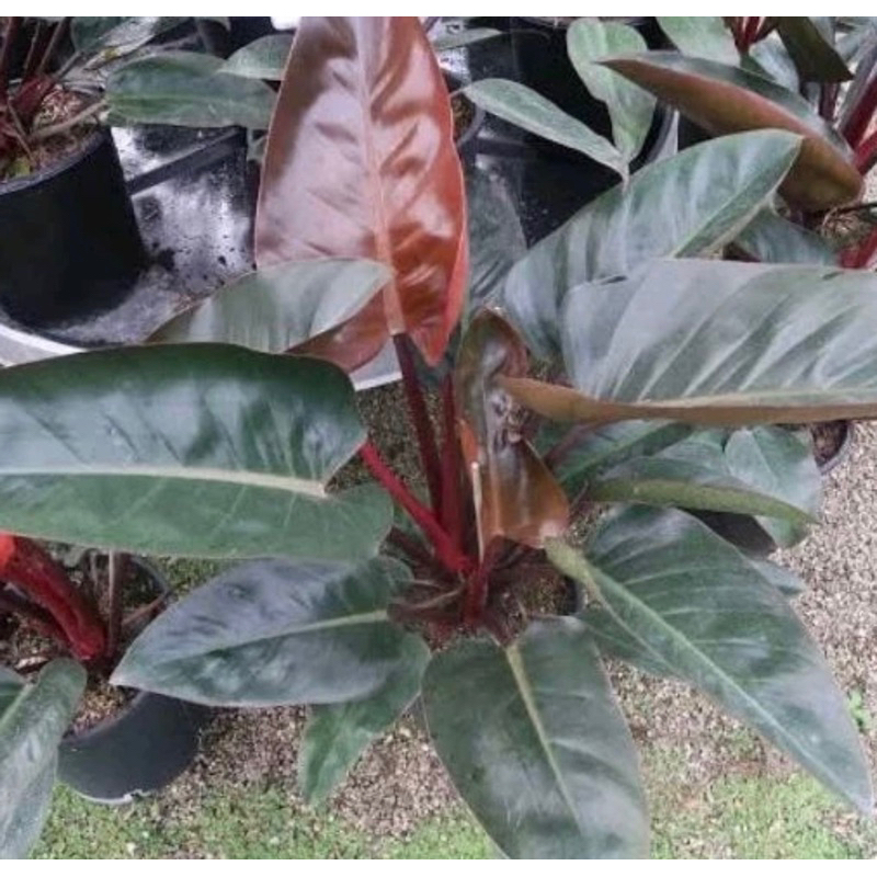 Tanaman Hias Philo Red Kongo - Philodendrone Red Congo - Philo Rojo Kongo - Philo Kongo
