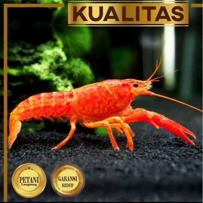 Paket Koloni (isi 10) Lobster Merah / Crayfish Hiasan Aquarium Tanaman Aquascape Paludarium Ikan Hia
