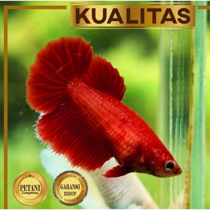 Paket Koloni (isi 10) Cupang Full Red Betina Plakat Ikan Hias Aquascape Hiasan Aquarium- Size dewasa