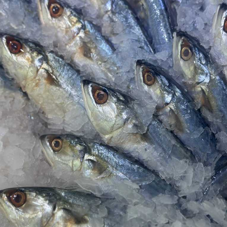 

RB Ikan Kembung Banjar Segar 1Kg isi 6-8ekor