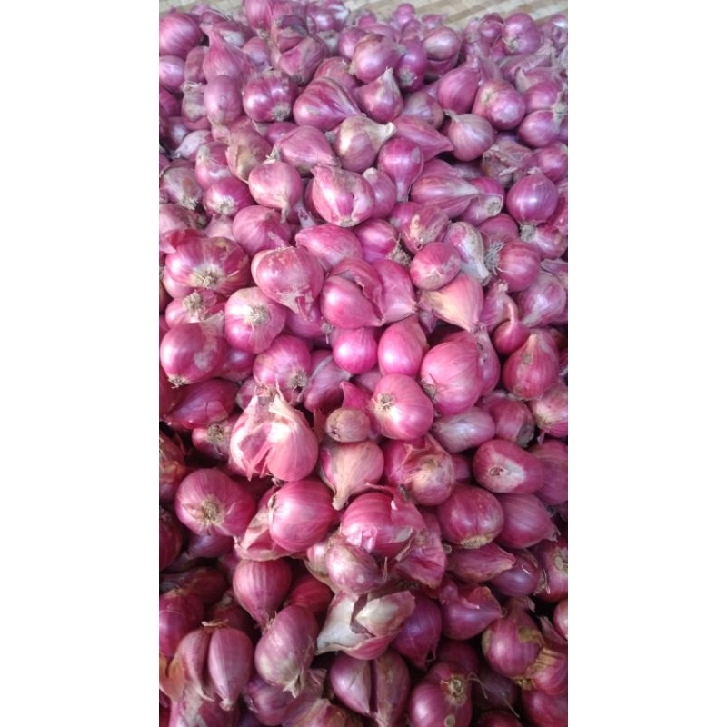 

Bawang Merah Probolinggo //