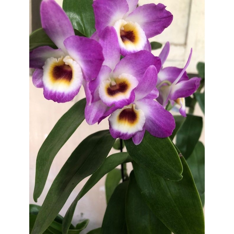 Dendrobium Nobile Pink White