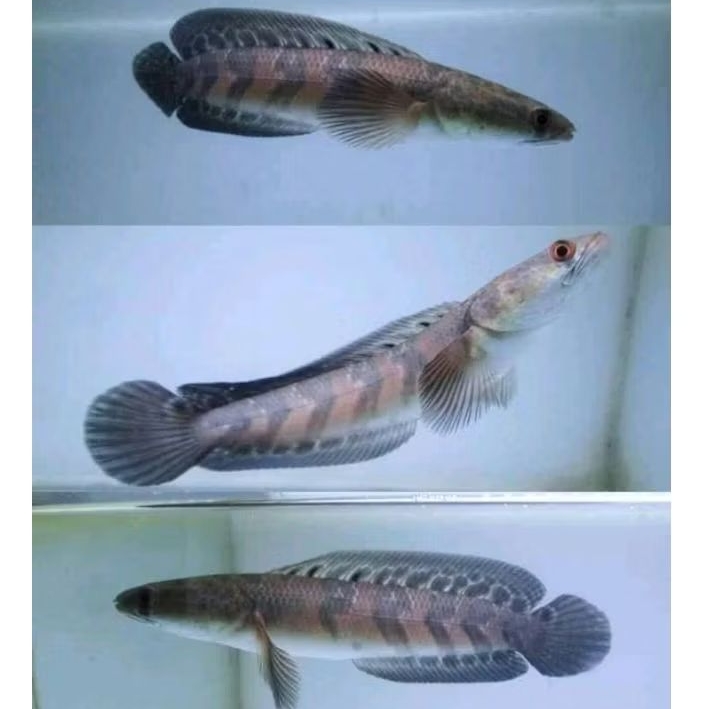 Red Barito/Maru red Lempuyang 10-12cm