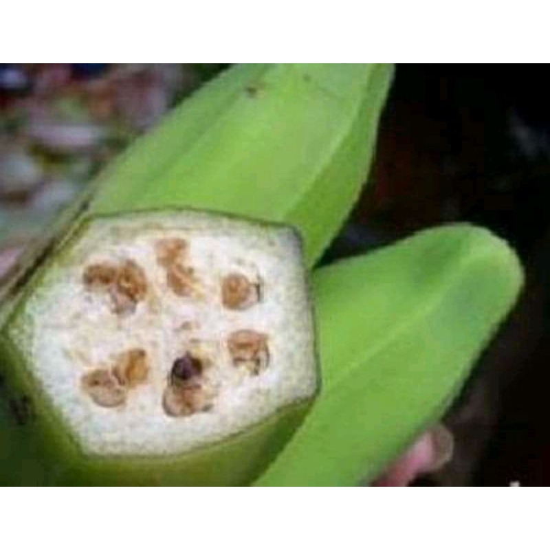 

pisang batu,size 1kg