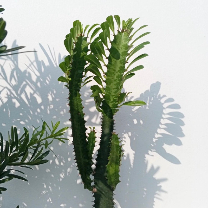 Tanaman hias indor Euphorbia trigona - kaktus trigona - tanaman hias aesthetic