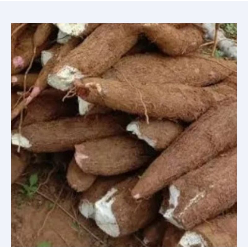 

UBI KAYU PUTIH PULUT