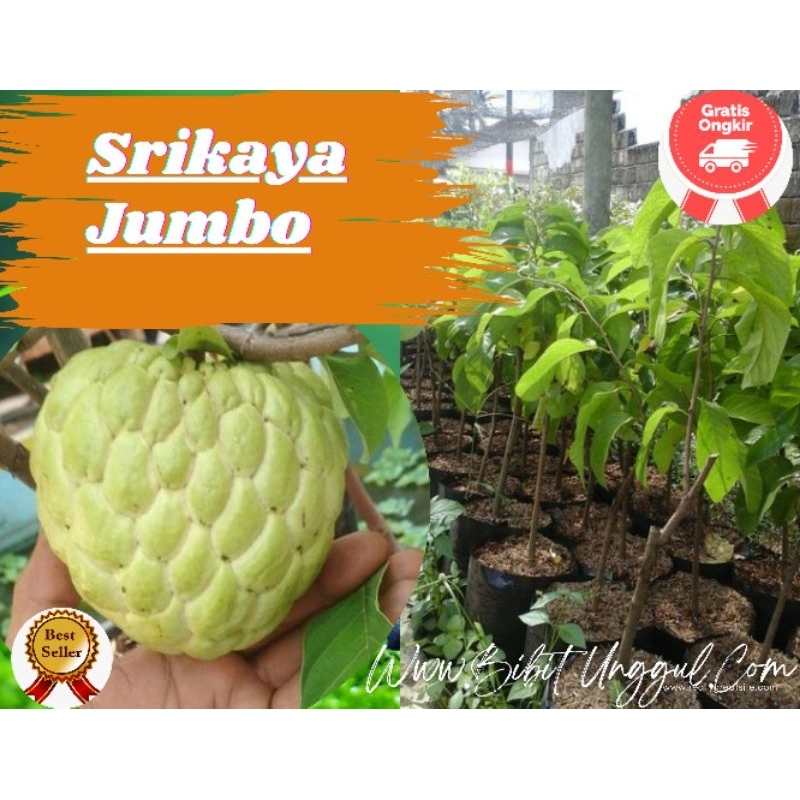 

Bibit Srikaya Jumbo#Sirsak Jumbo