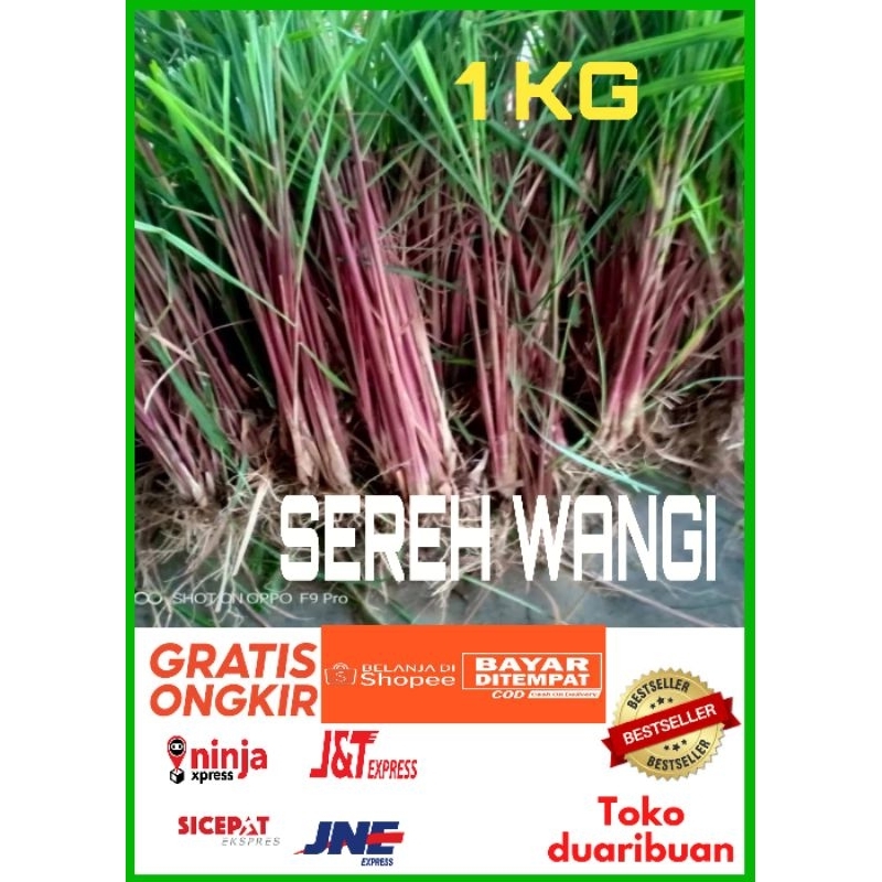 

1KG POHON SEREH WANGI / BIBIT SEREH MERAH / SEREH LANANG 100% ASLI