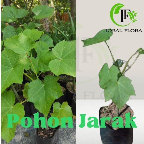 Bibit Jarak Tanaman Herbal Bibit pohon Jarak Tanaman Pohon Jarak