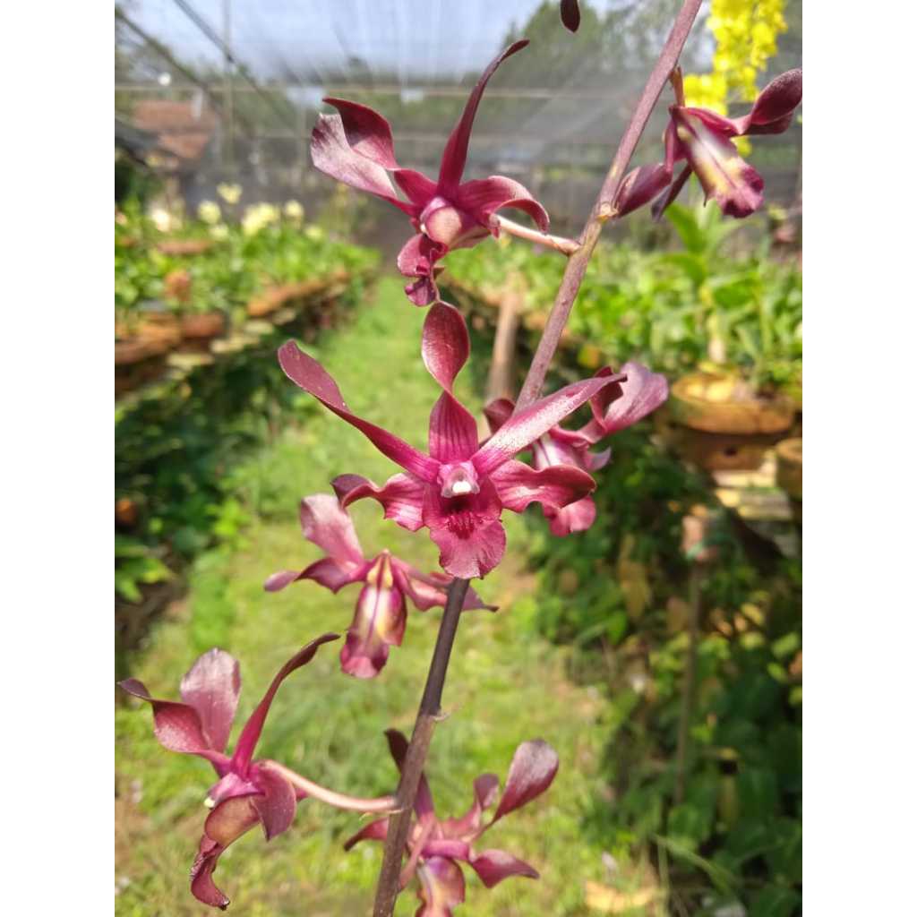 Paket 2 plant Dendrobium Keriting Spike Knop