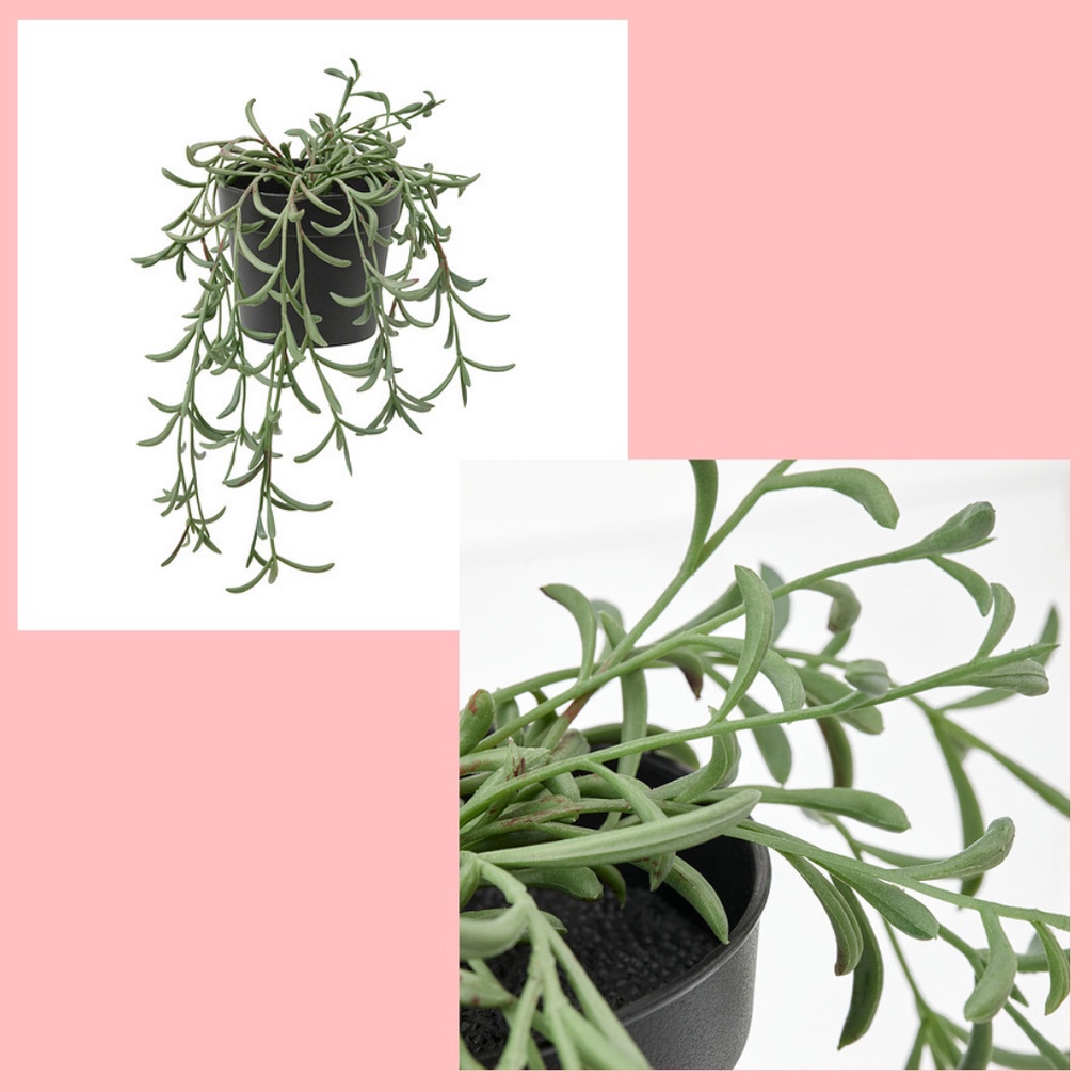 MURAH MERIAH FEJKA Tanaman tiruan dalam pot uk 9 cm dalamluar ruangstring of bananas digantung tanam