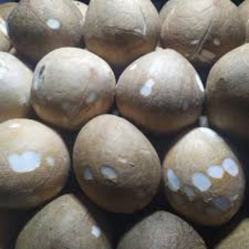 

kelapa 300gram