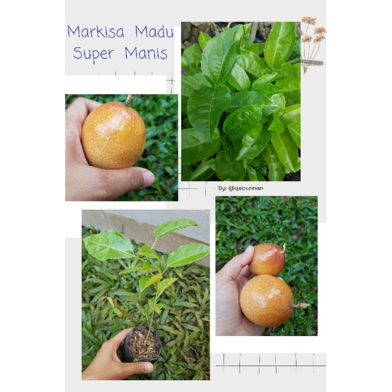 Bibit Pohon Markisa Madu / Markisa Manis / Markisa Panama