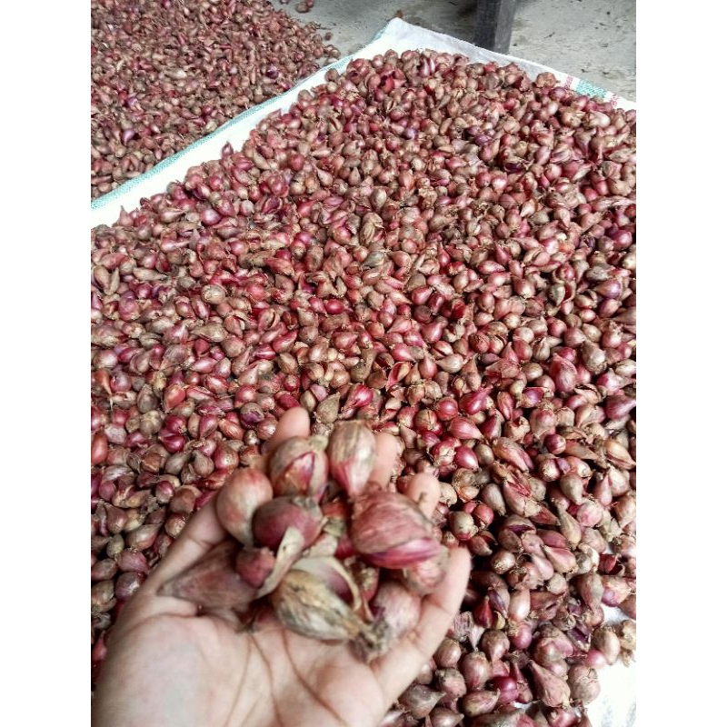 

Bawang Merah Besar Asli Brebas