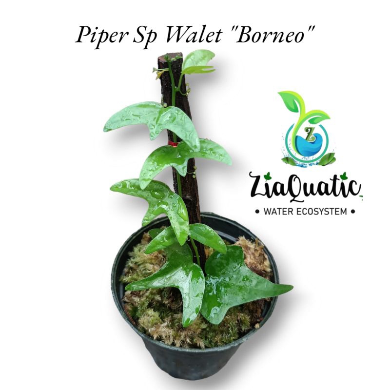 Piper Sp Walet "Borneo" - Tanaman Hias Rambat Paludarium Terrarium Jungleplant Indoorplant