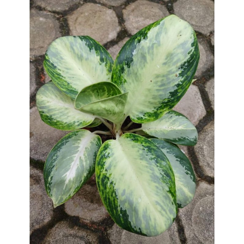 aglaonema green bowl / green boll / green ball