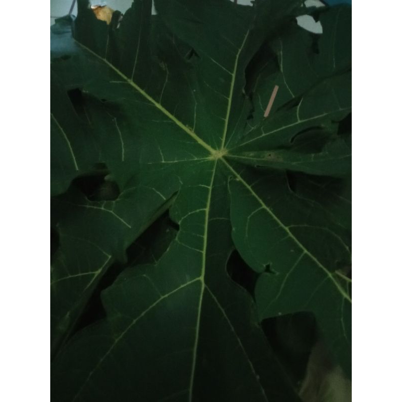 

daunpepaya