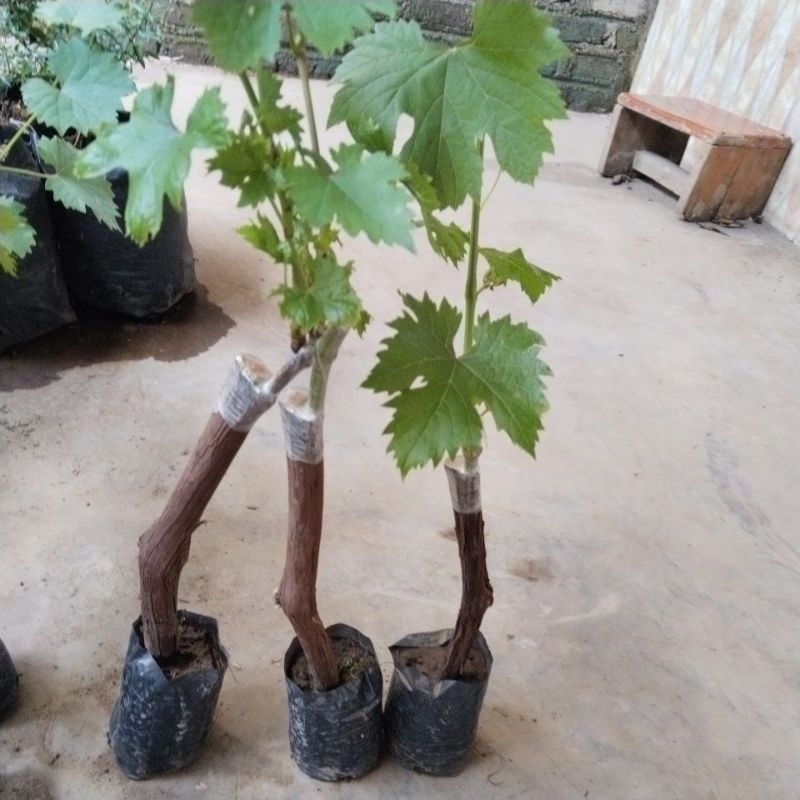 BIBIT ANGGUR JENIS IMPORT BATANG BESAR SPESIAL LIVE