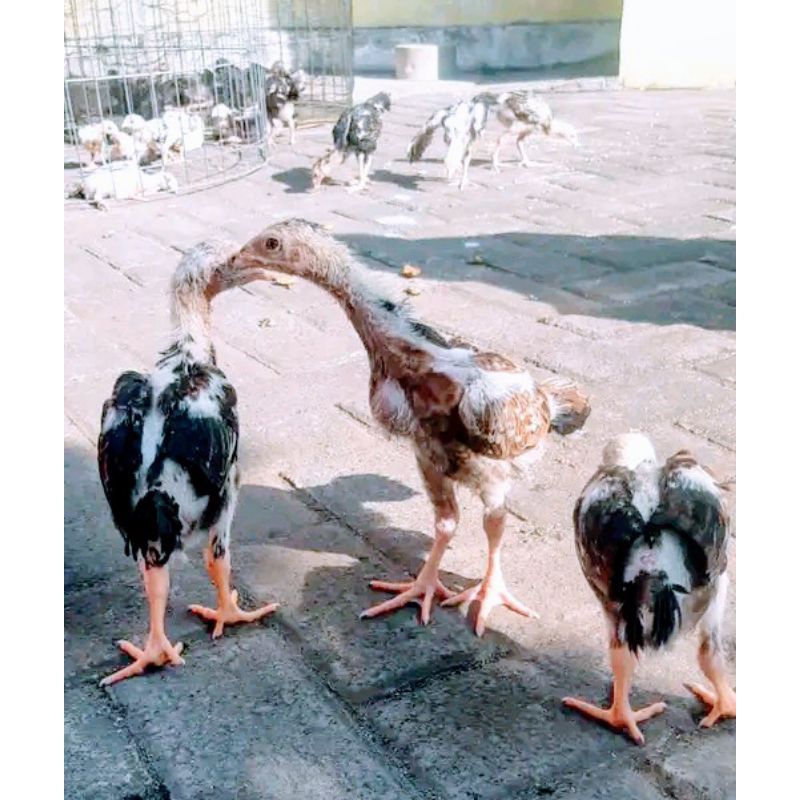 anak ayam shamo eropa umur1bulan