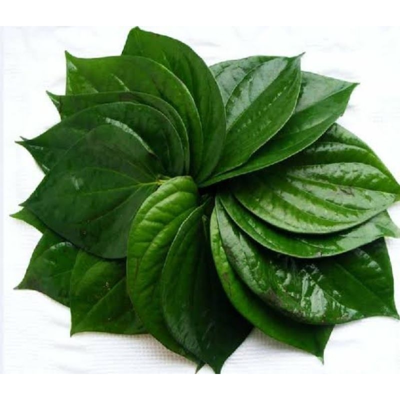 

Daun Sirih Hijau Fresh Petik obat herbal alami per lembar
