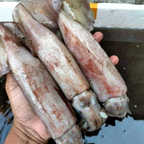 

Cumi Segar Besar isi 2ek /kg Cumi Cumi Kondom Frozen