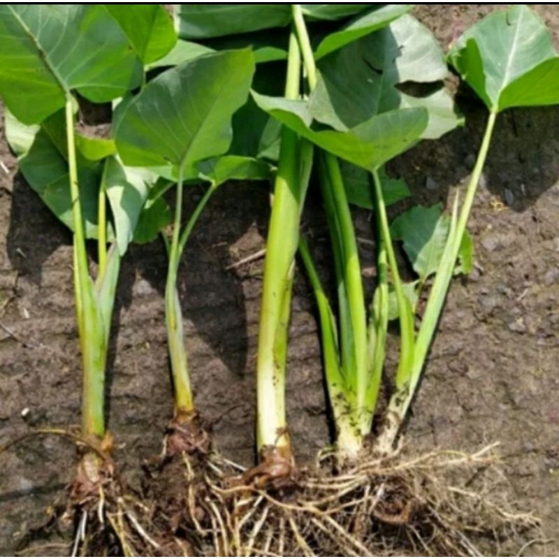 BIBIT TALAS JEPANG (SATOIMO) sudah ada akarnya