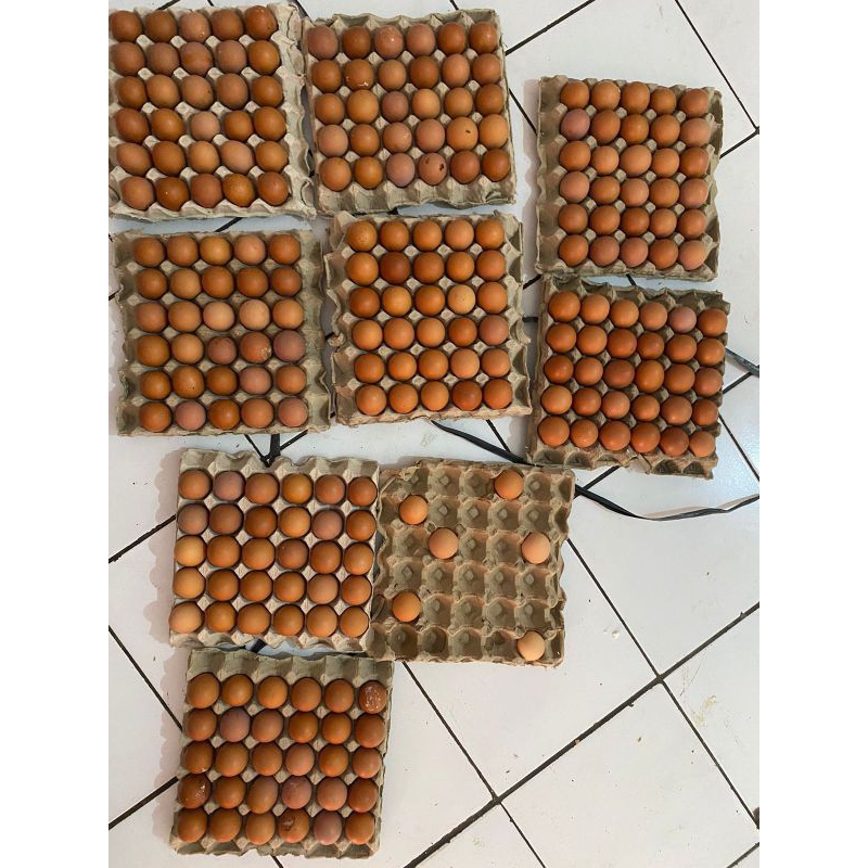 

TELUR AYAM NEGERI FRESH (1 TRAY atau 30 Butir)