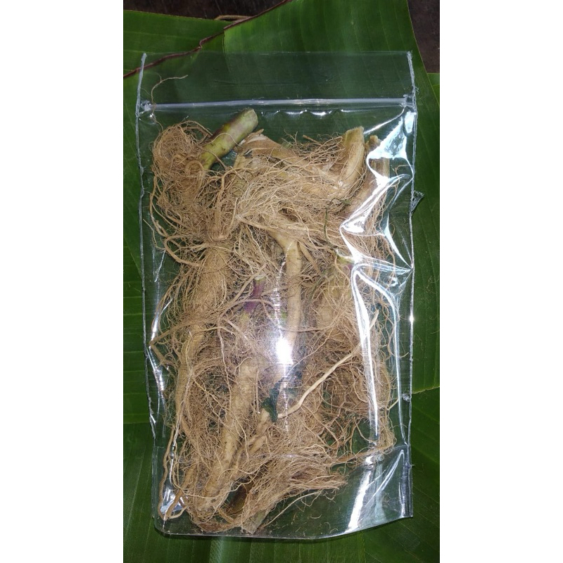 

akar ciplukan herbal