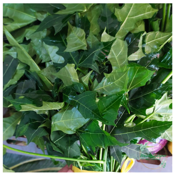 

Daun Pepaya Jepang per ikat Chaya Daun Pepaya Segar Tidak Pahit