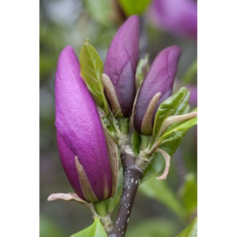 bibit bunga kantil ungu