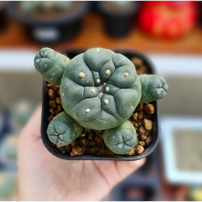 Kaktus lopho lophophora cluster koehresii x williamsii seedling