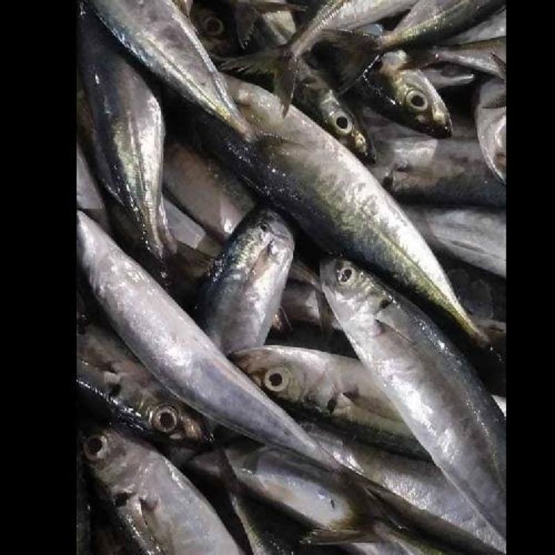 

INSTAN ikan dencis/layang deles segar 1 KG
