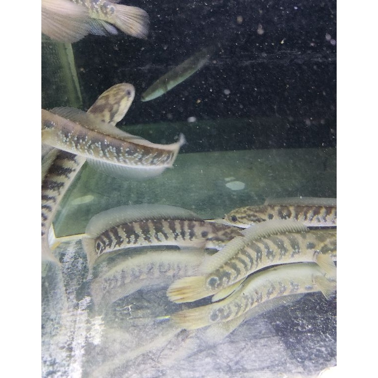 ASIATICA RSWS SIZE 225CM cocok untuk display dan pair bonus stiker KODE N6T7