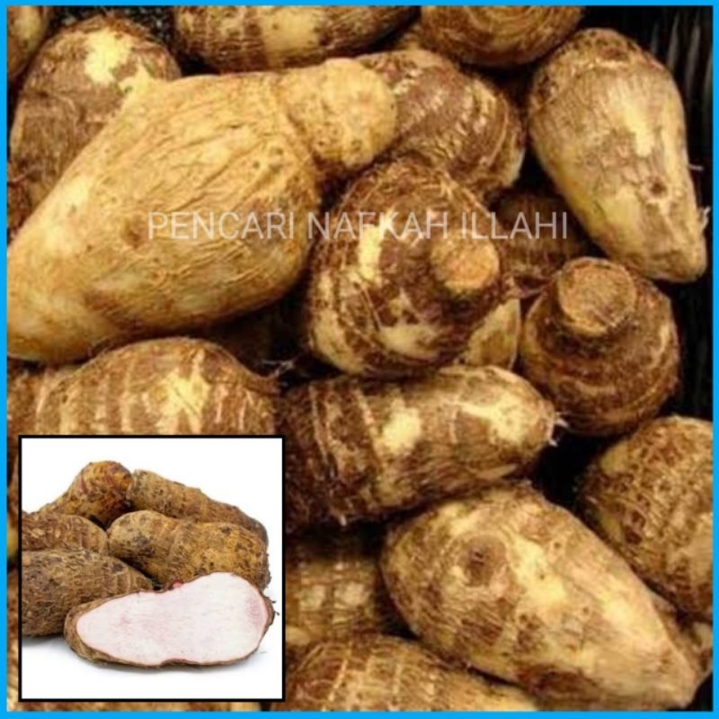 

Umbi Talas kimpul segar 500gram