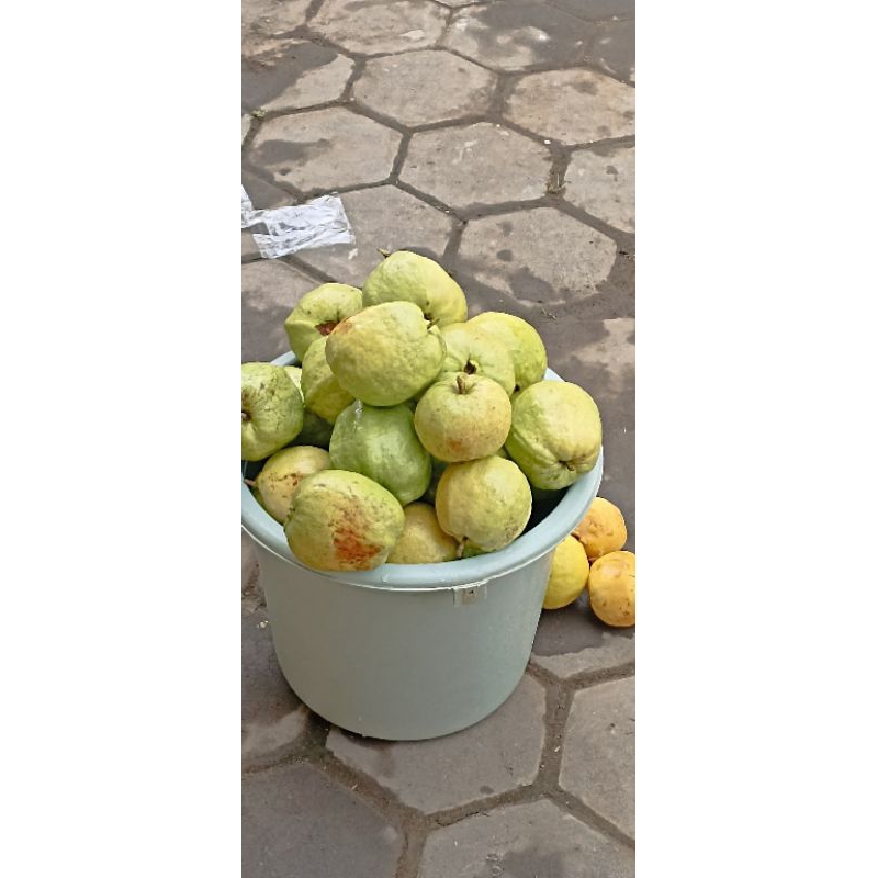 

Jambu Kristal, 1 kg