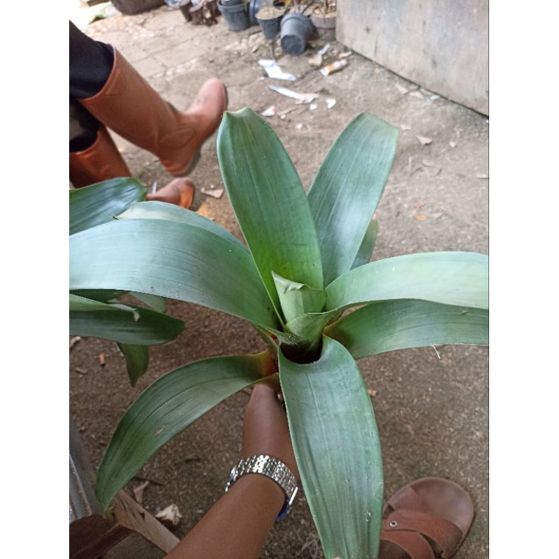 bromelia Giant