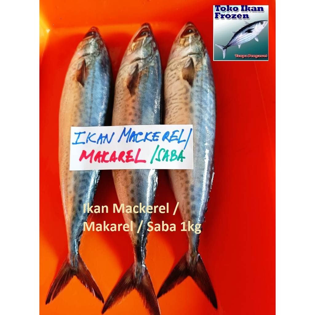 

MACKEREL / MAKAREL / SARDEN / SALEM / Frozen Fresh / 1 kg