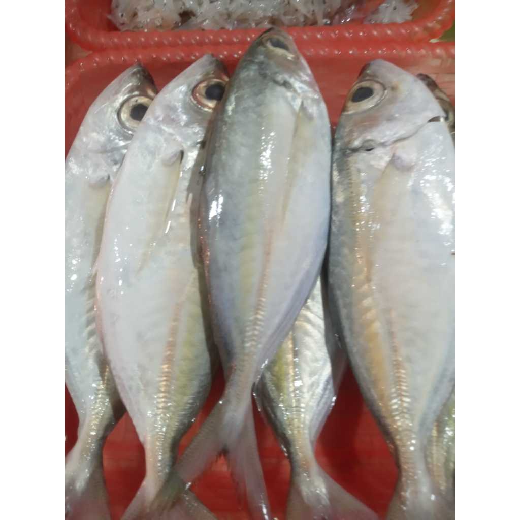 

Ikan Kembung Mata Belo Segar