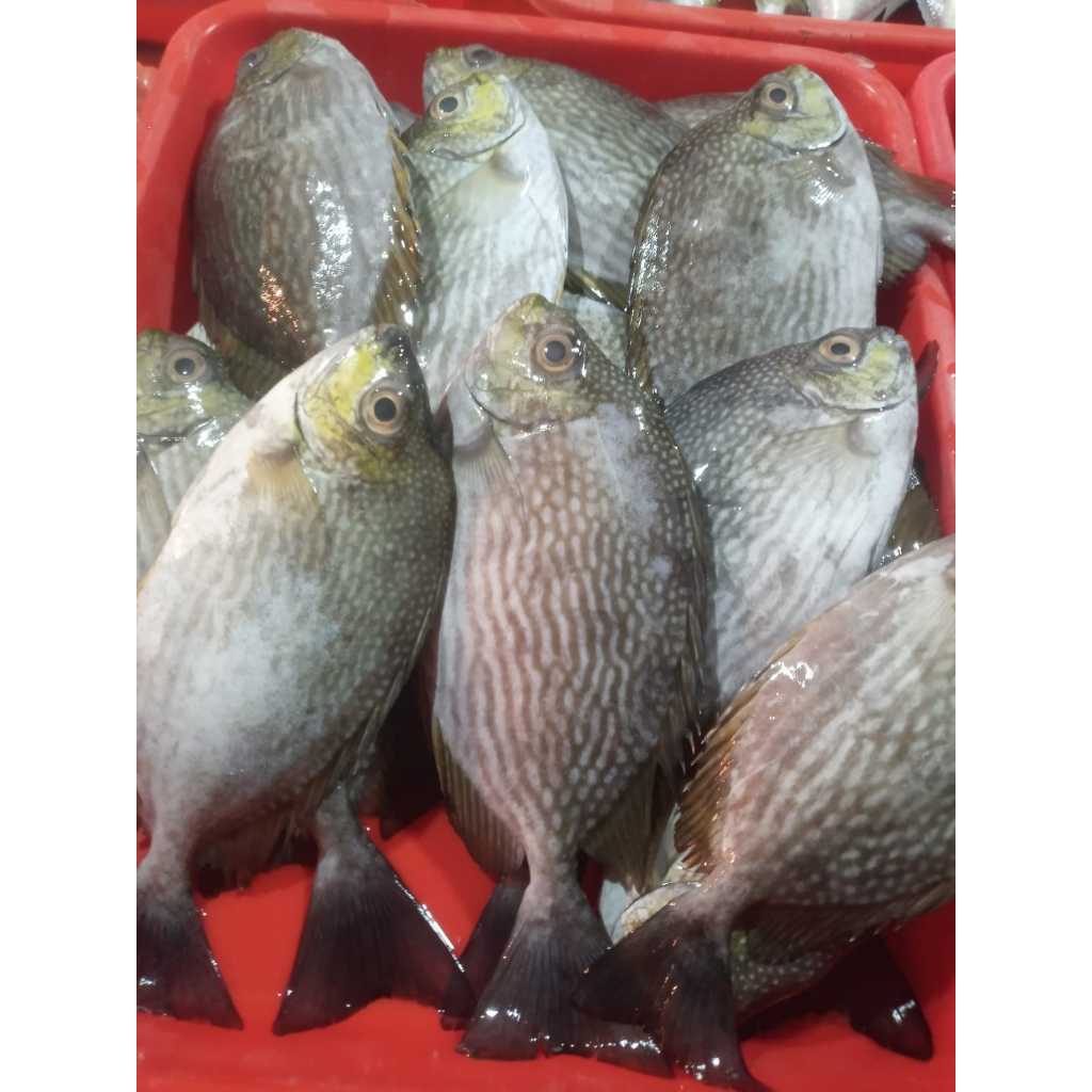 

Ikan Baronang Segar