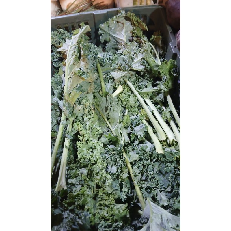 

daun kalee/sald 250gram