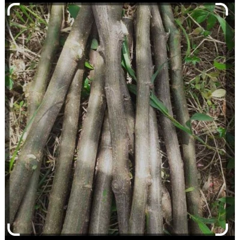 stek bibit legum indigofera