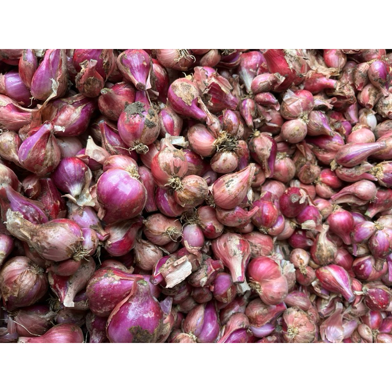 

BAWANG MERAH ASLI PETANI 1Kg