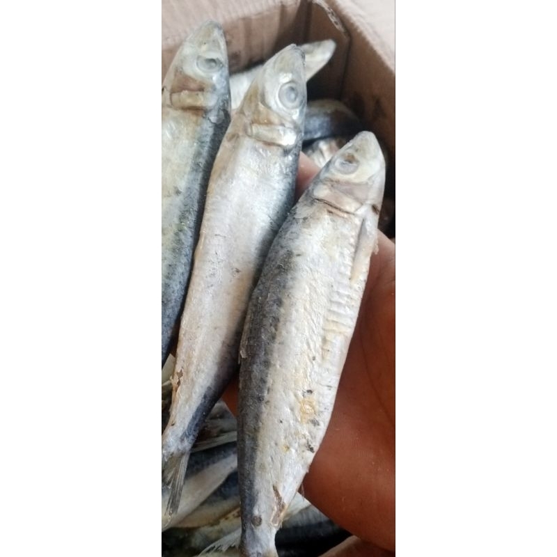 

ikan asin lemuru 500 gram / ikan asin murah / ikan asin kering/ ikan asin lemuru belitung