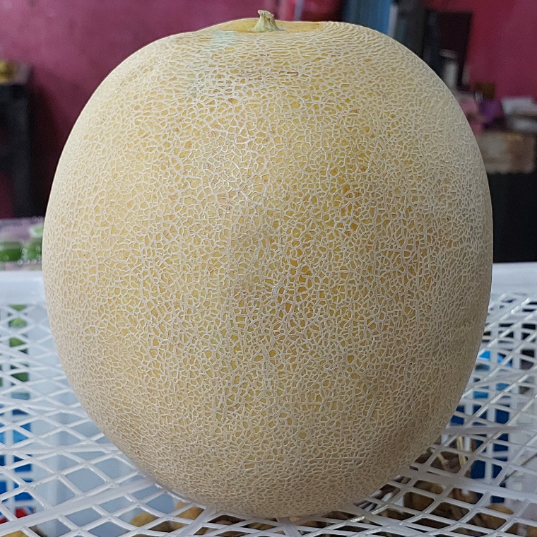 

Buah segar melon madu super
