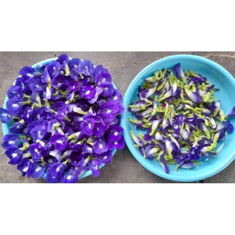 

Teh bunga talang kering 20 biji